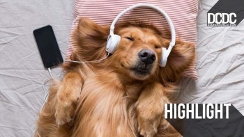 Peran ‘Anjing’ Muncul Yang Dalam Karya Musik Independen Tanah Air